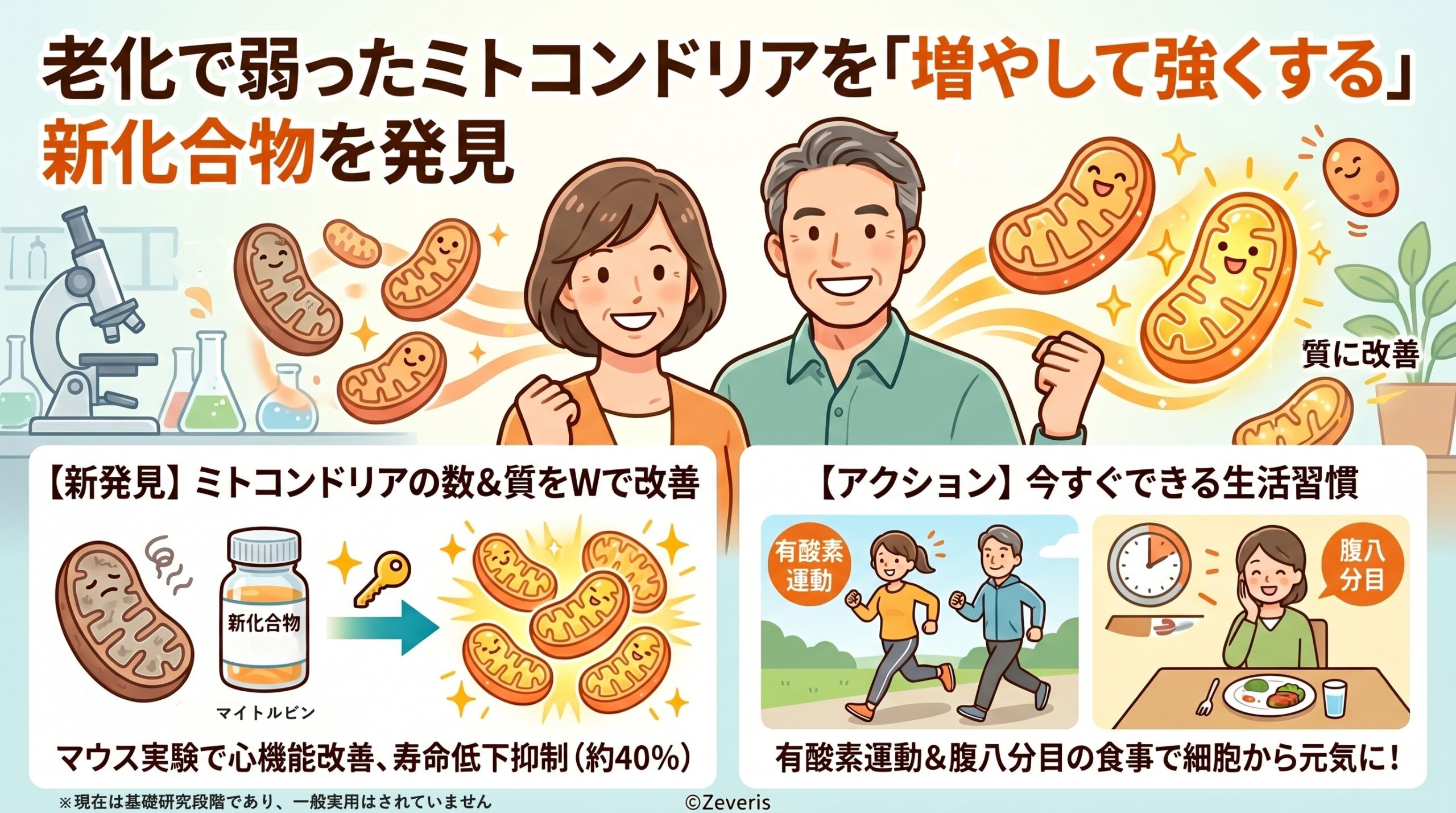 老化で衰えるミトコンドリアに新たな可能性――学習院大学らが新化合物を発見