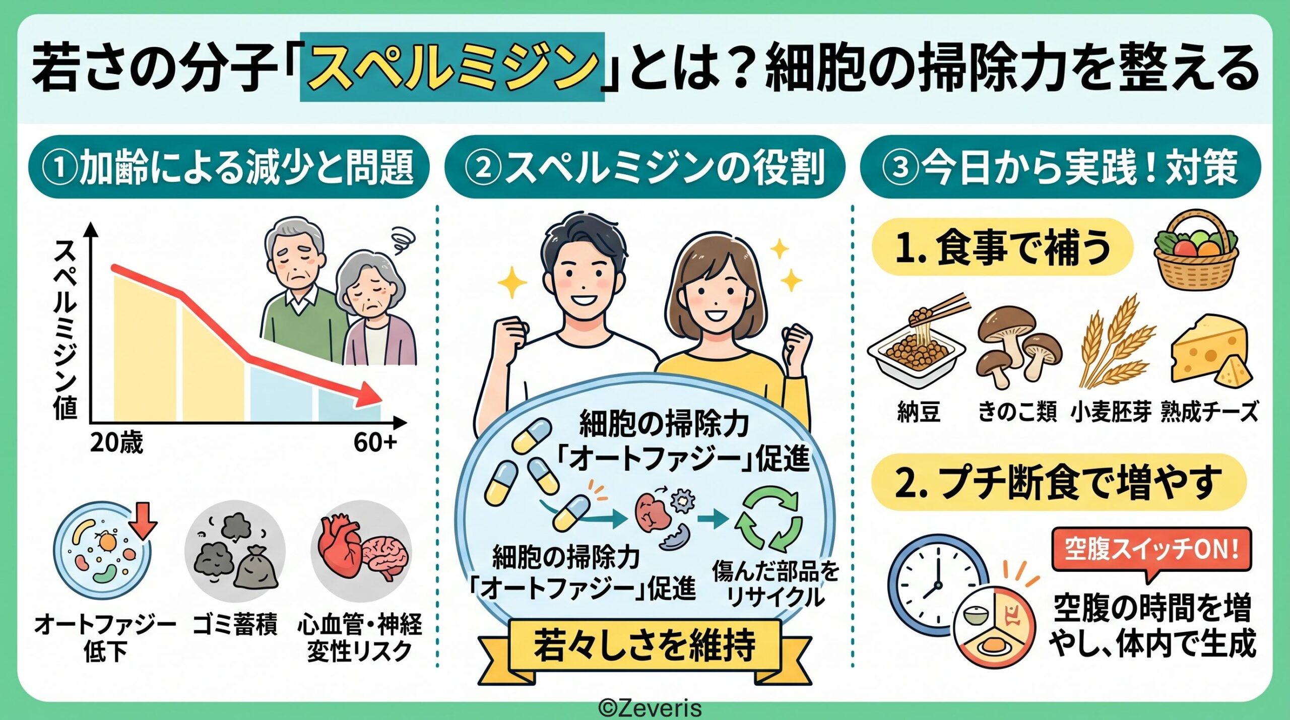 加齢で減る「若さの分子」スペルミジンとは？食卓から整える細胞の掃除力