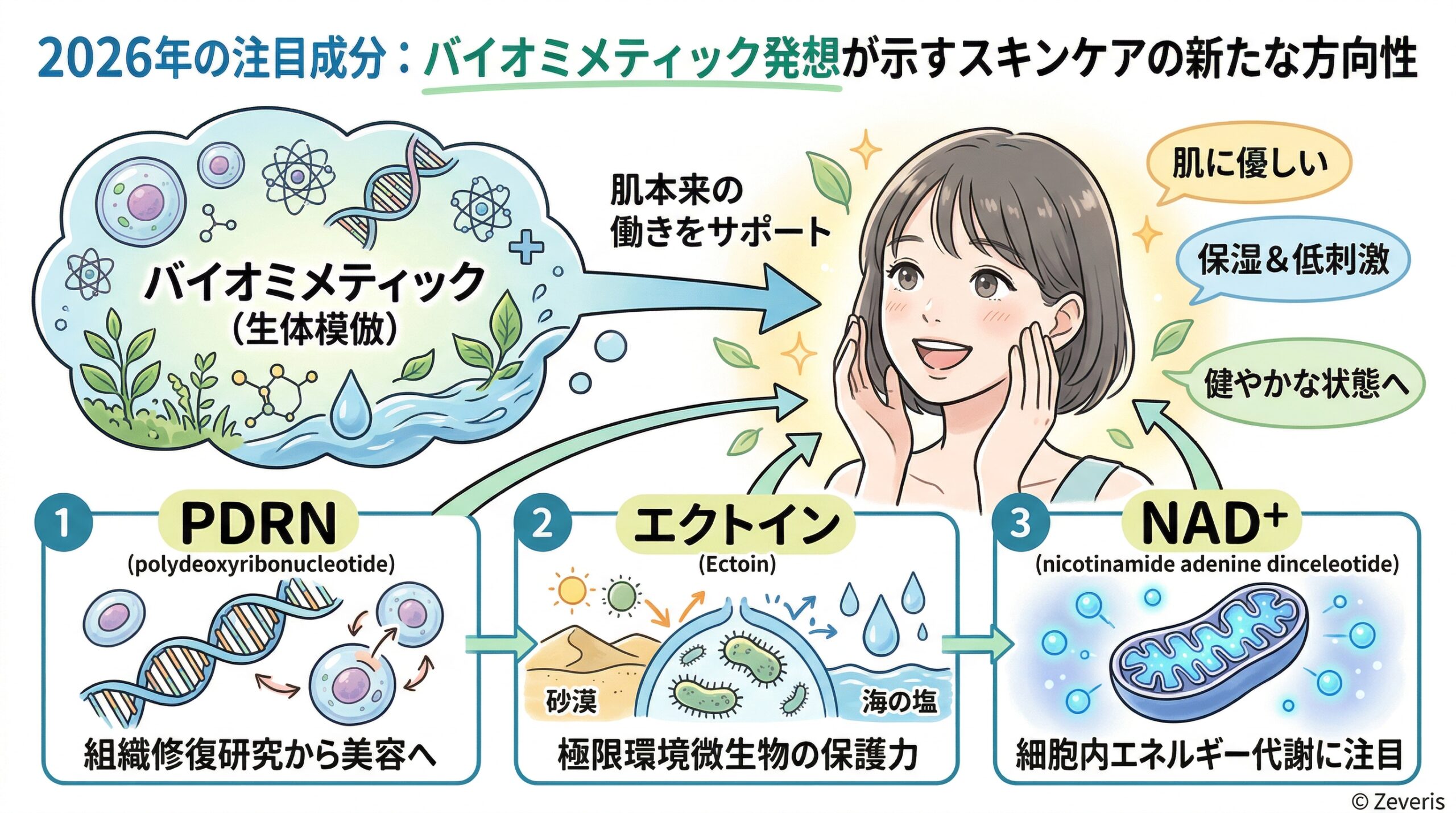 2026年の注目成分：バイオミメティック発想が示すスキンケアの新たな方向性