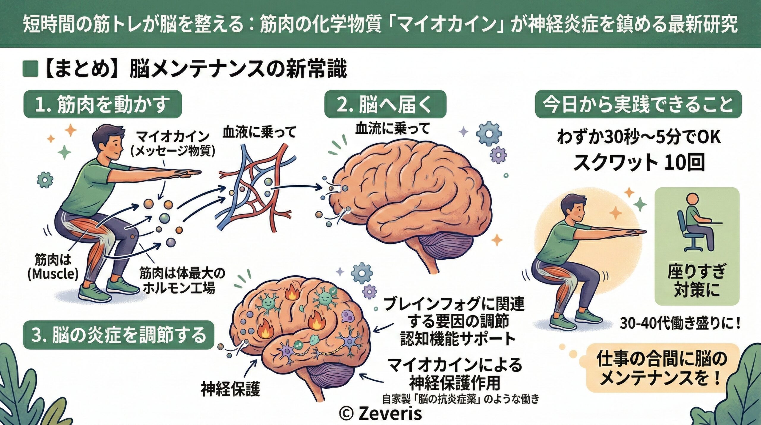 短時間の筋トレが脳を整える：筋肉の化学物質「マイオカイン」が神経炎症を鎮める最新研究