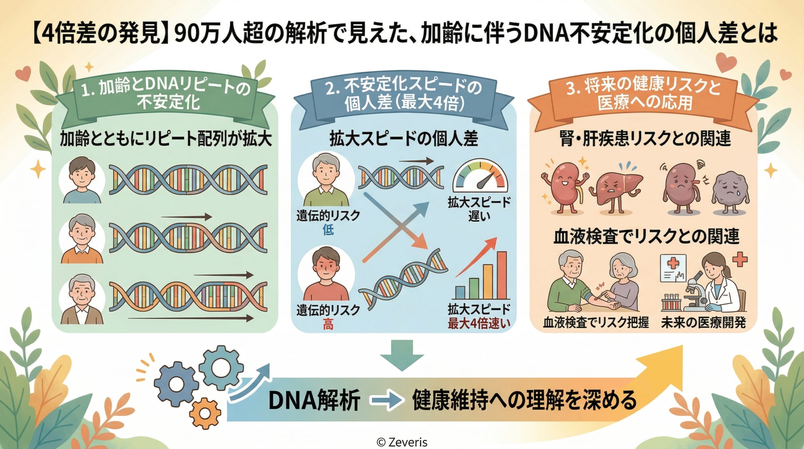 【4倍差の発見】90万人超の解析で見えた、加齢に伴うDNA不安定化の個人差とは