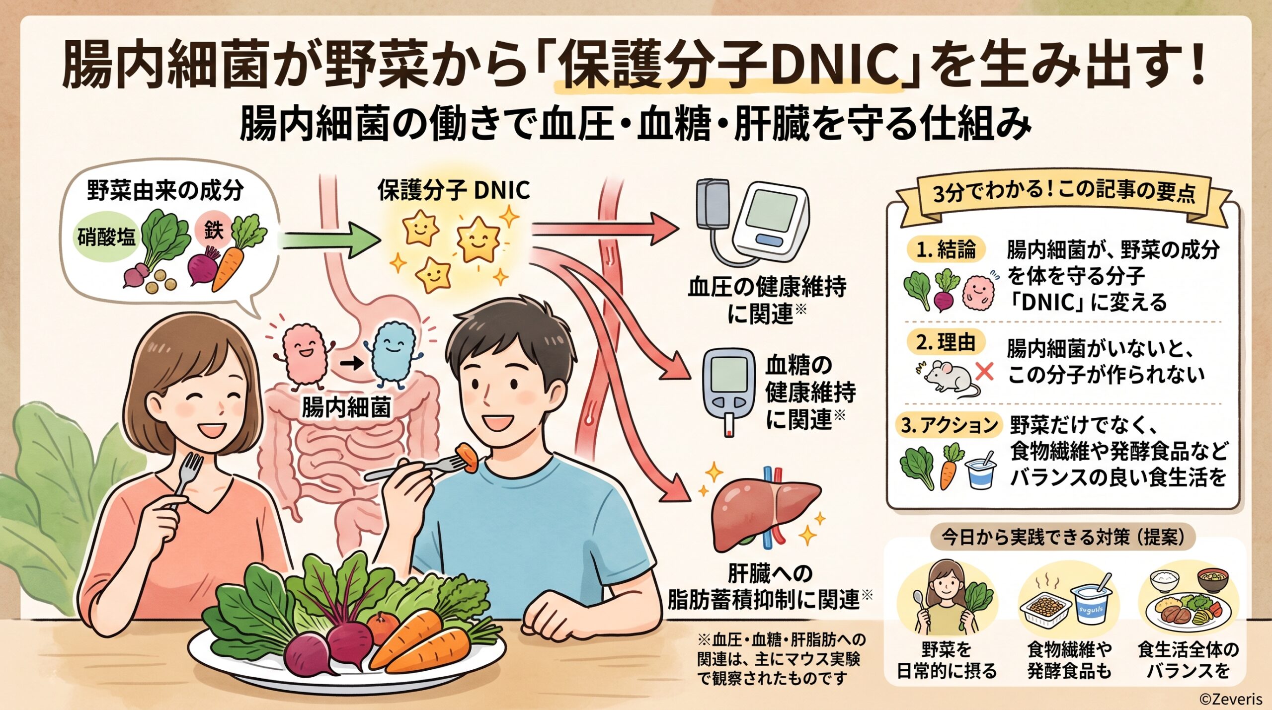 腸内細菌が野菜由来の成分から「DNIC」を生み出す――血圧・血糖・肝臓にも関わる”保護分子”の新たな仕組み