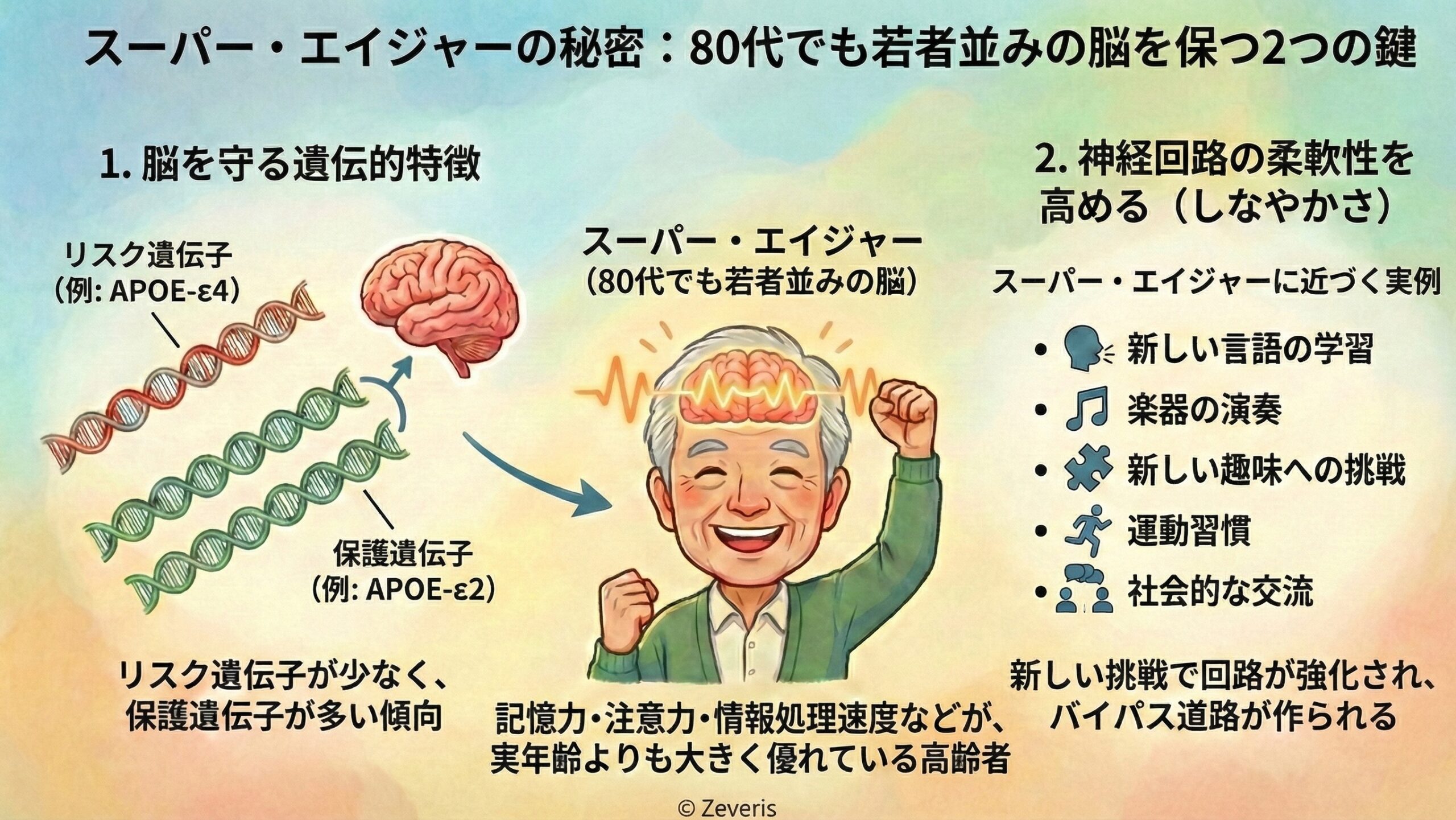 スーパー・エイジャーの秘密：80代でも若者並みの脳を保つ人には2つの遺伝的利点【最新研究で判明】